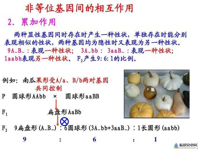 AABB 与 AAAA 的区别