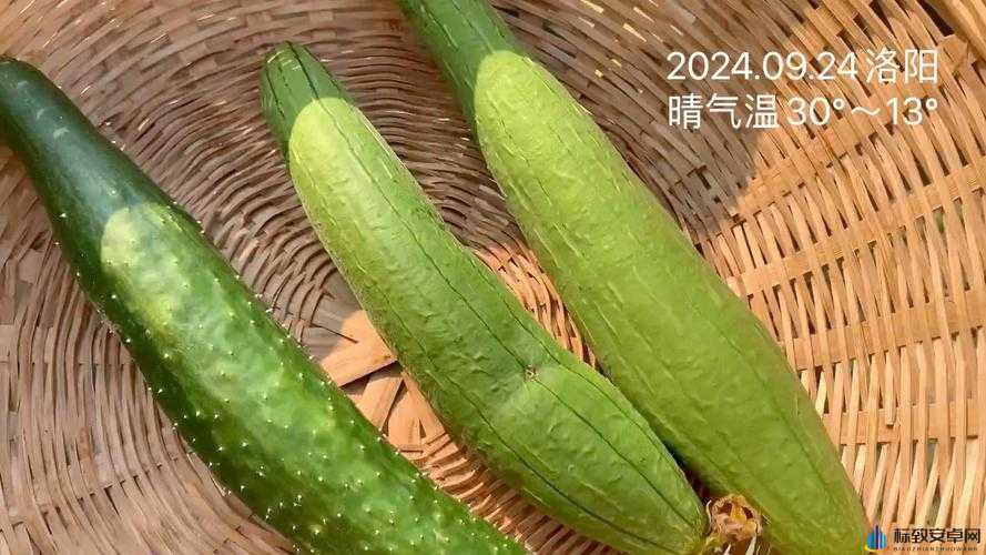 香蕉菠萝水蜜桃黄瓜丝瓜秋葵评测：多样水果与蔬菜的综合品鉴