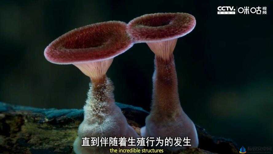 蘑菇黑料大揭秘：震惊众人的那些事