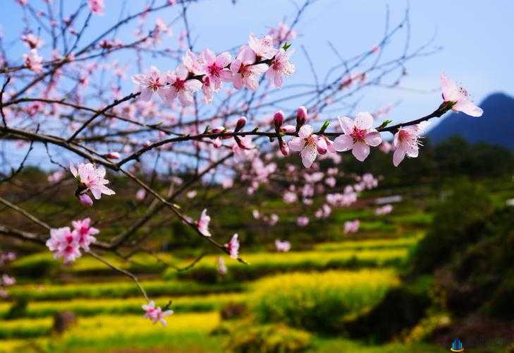 国色天香桃花朵朵开：描绘春天盛景