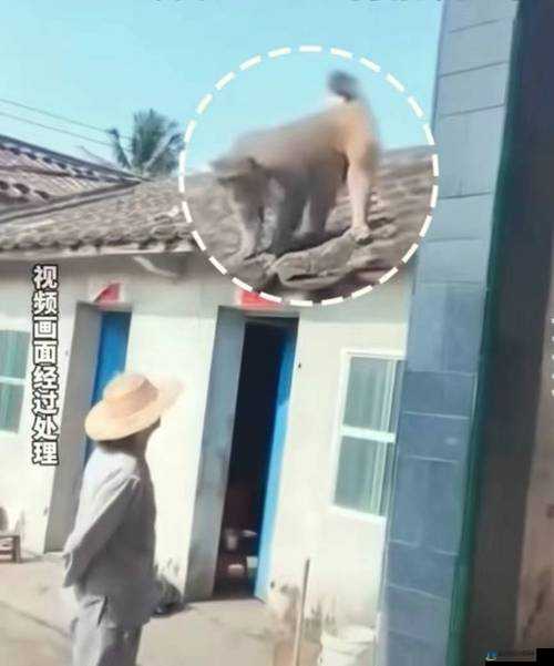 两个人生猴子全程不盖被子：探索性行为的私密世界